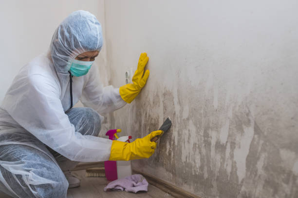 Professional Mold Removal in Livingston, LA