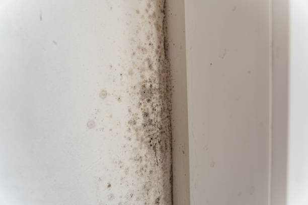 Mold Documentation for Insurance Claims in Livingston, LA